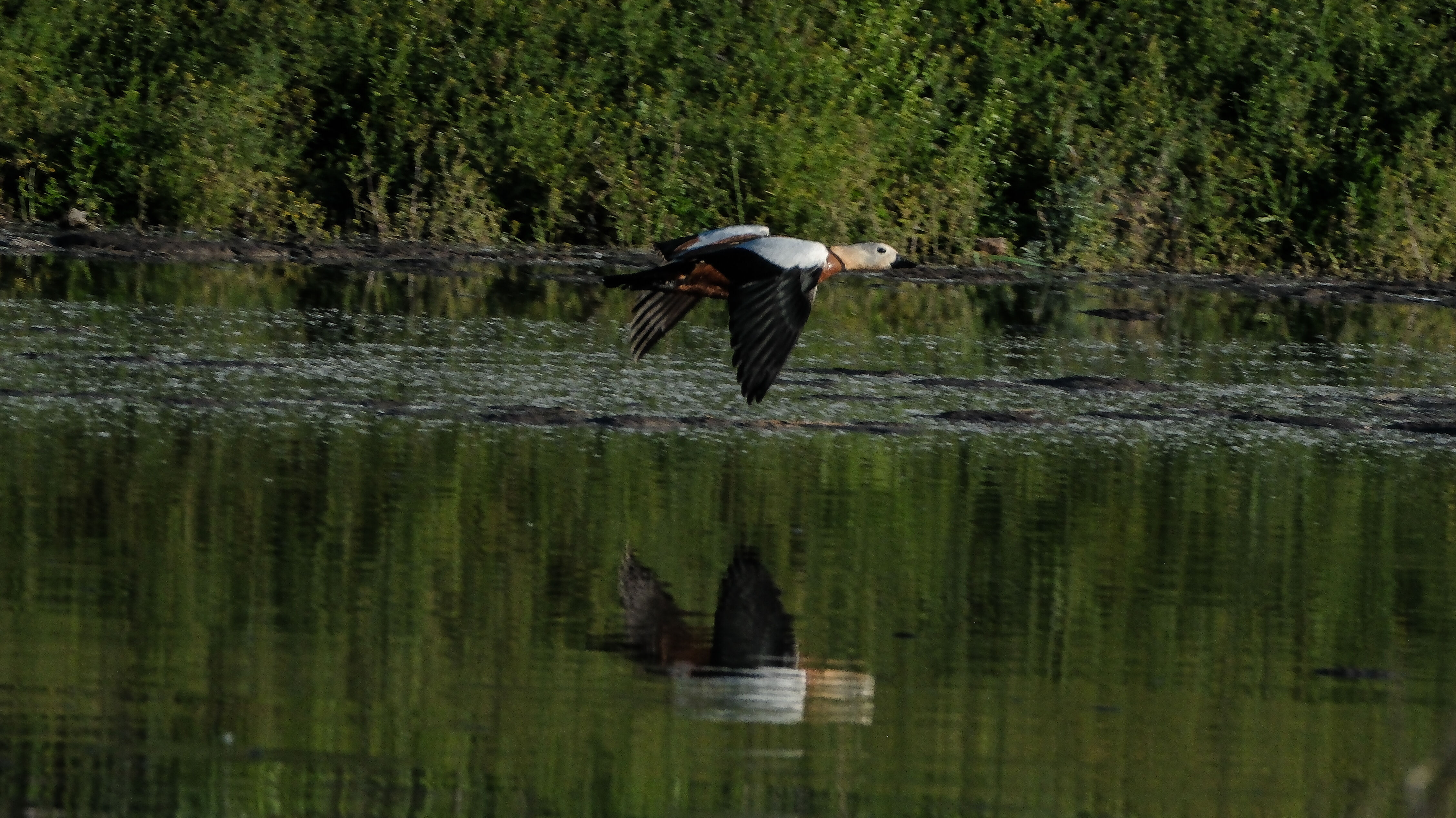 Angıtlar yavrularını Kars Barajı'nda büyütüyor 12