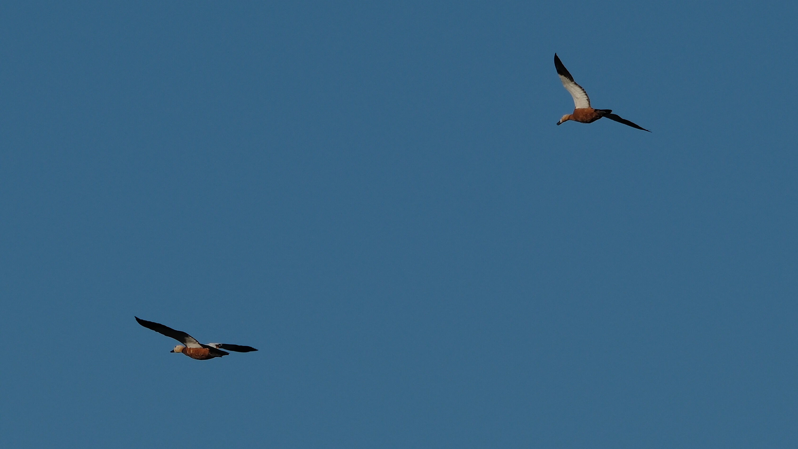 Angıtlar yavrularını Kars Barajı'nda büyütüyor 13