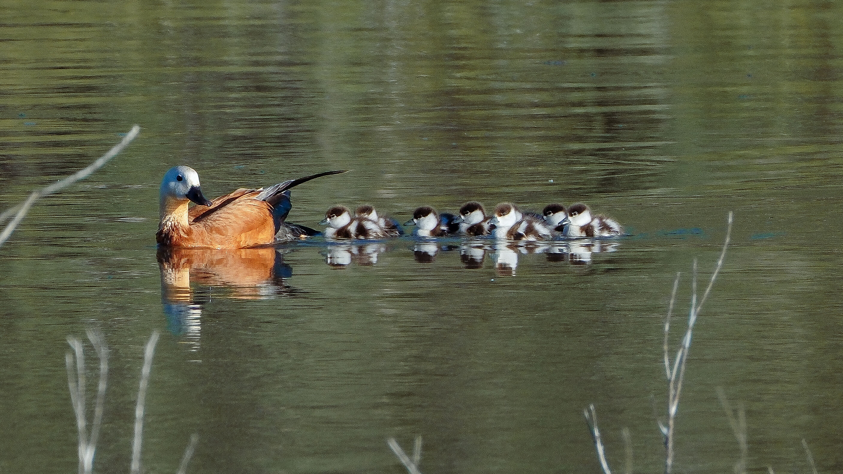 Angıtlar yavrularını Kars Barajı'nda büyütüyor 14