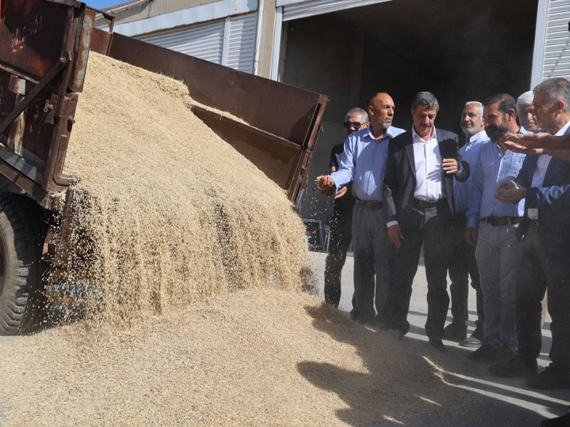 Mardin'de Ilk Arpa Hasadı Başladı, Çiftçiye Altın Ödülü! (2)