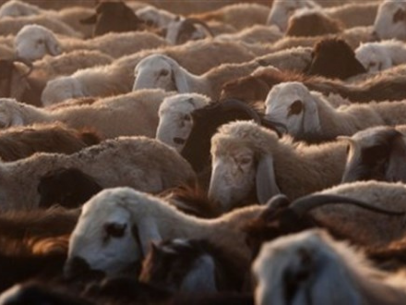 Satış Ve Kesim Yerleri Denetlenecek