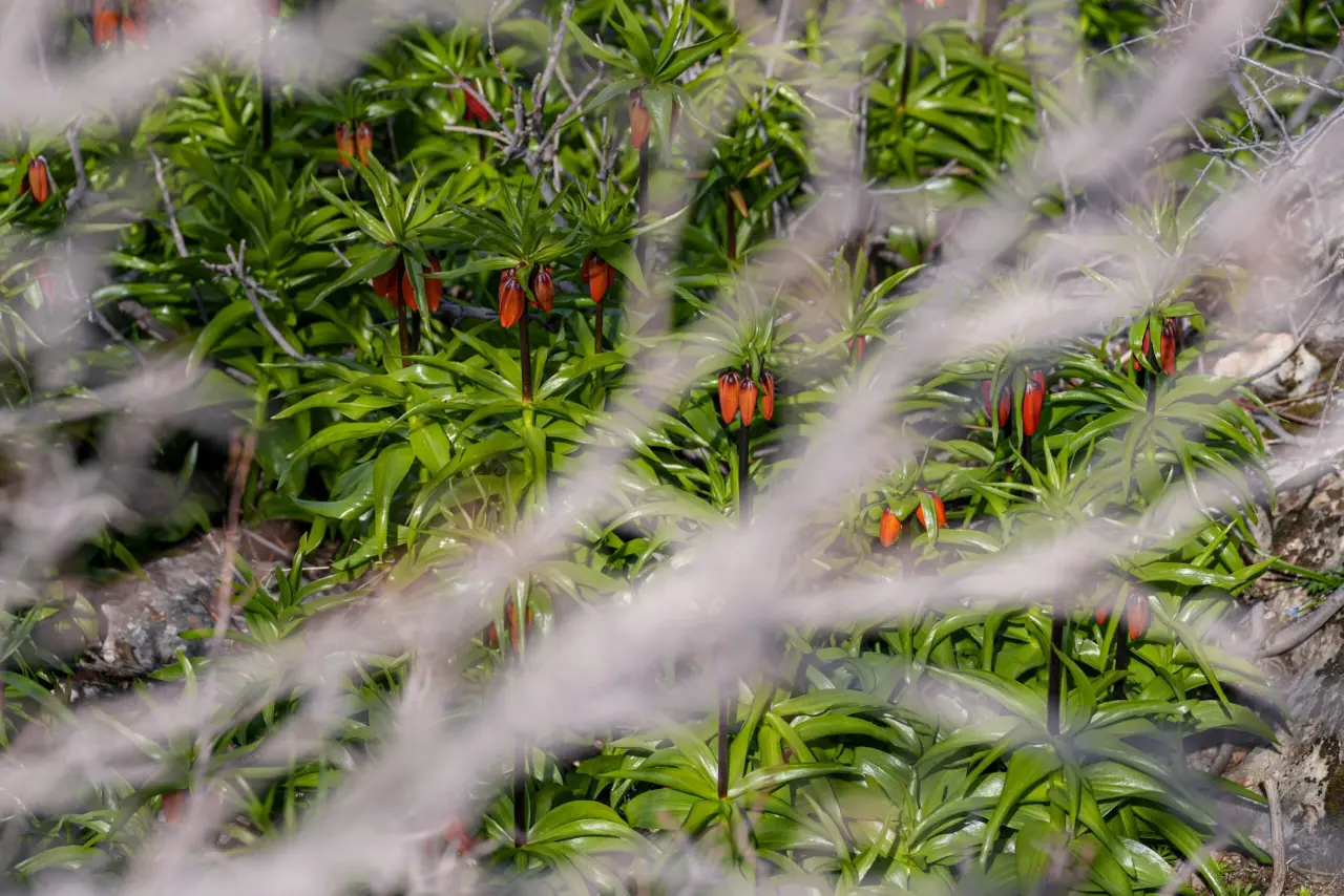 Diyarbakır’ın mucizesi: Sakız Dağı’nda ters lale mevsimi 2