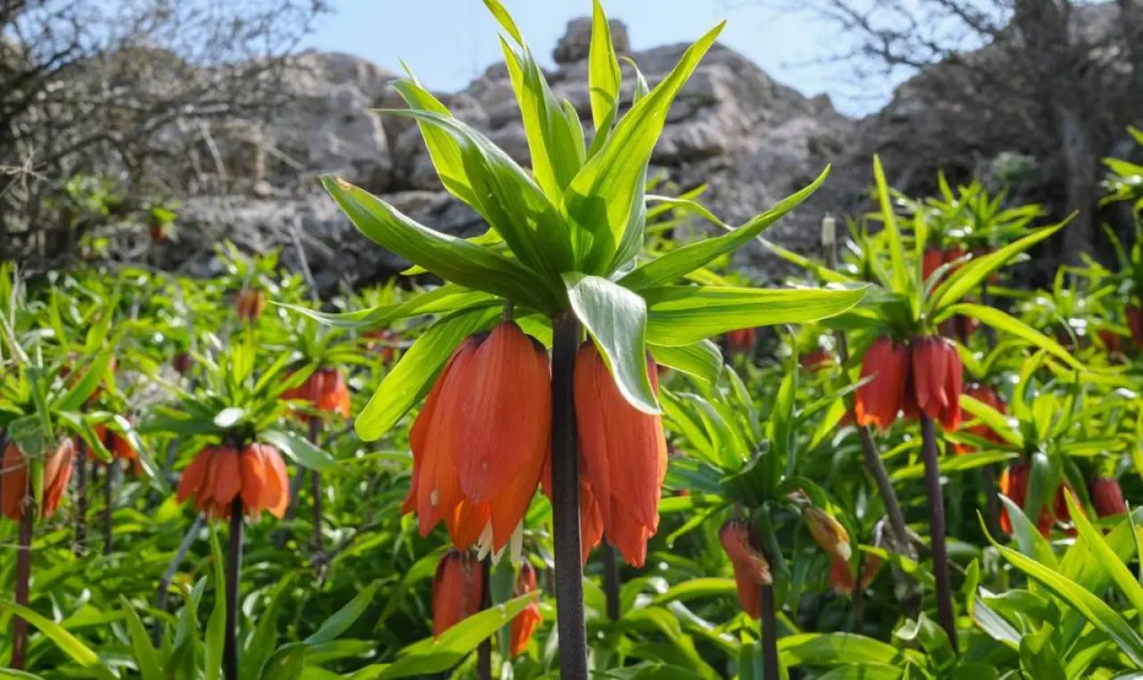 Diyarbakır’ın mucizesi: Sakız Dağı’nda ters lale mevsimi 7