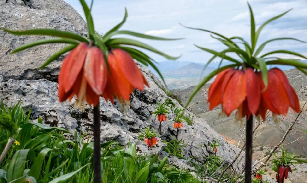 Diyarbakır’ın mucizesi: Sakız Dağı’nda ters lale mevsimi 5