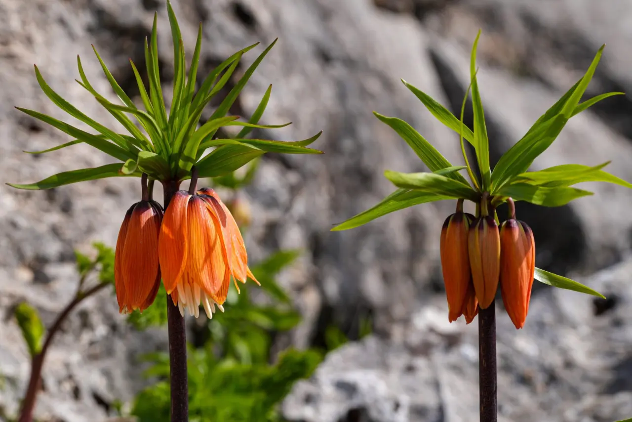 Diyarbakır’ın mucizesi: Sakız Dağı’nda ters lale mevsimi 3