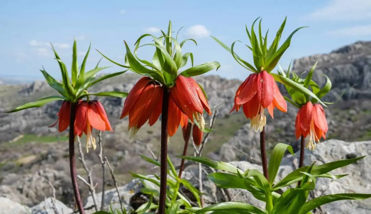 Diyarbakır’ın mucizesi: Sakız Dağı’nda ters lale mevsimi 6