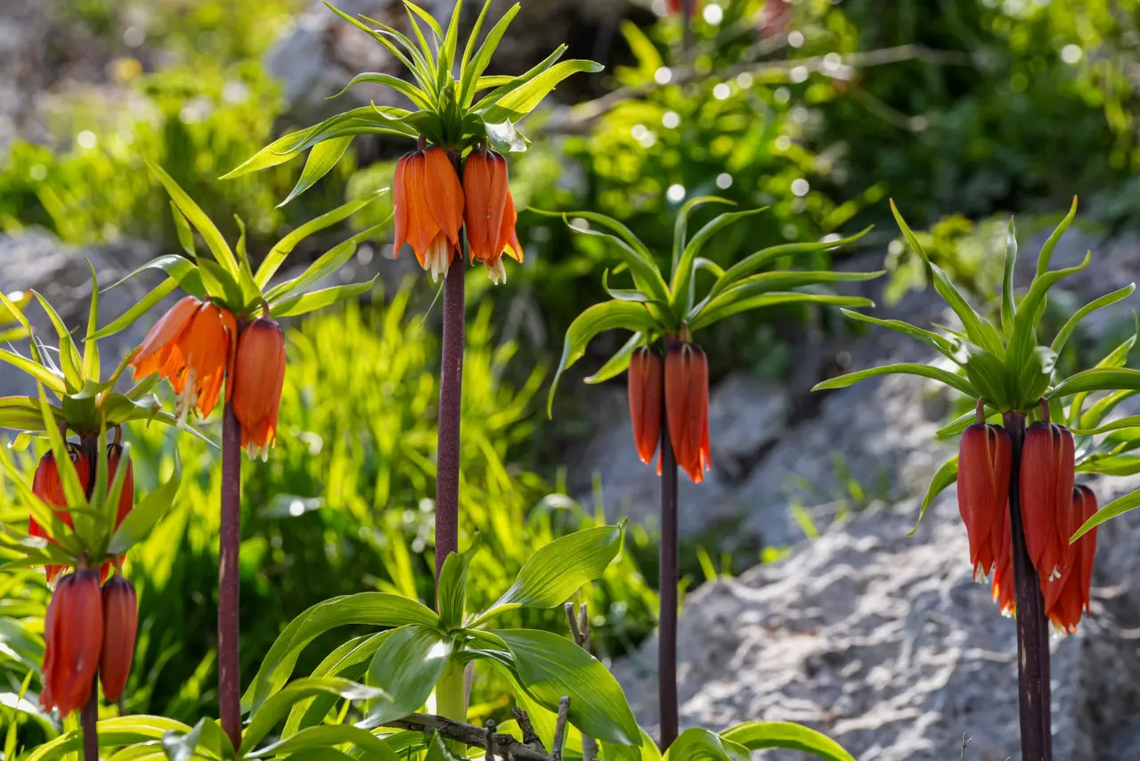 Diyarbakır’ın mucizesi: Sakız Dağı’nda ters lale mevsimi 1