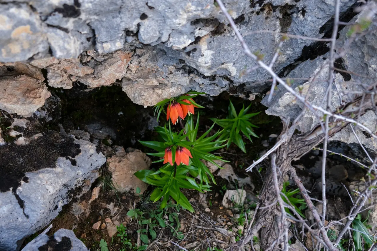 Diyarbakır’ın mucizesi: Sakız Dağı’nda ters lale mevsimi 4