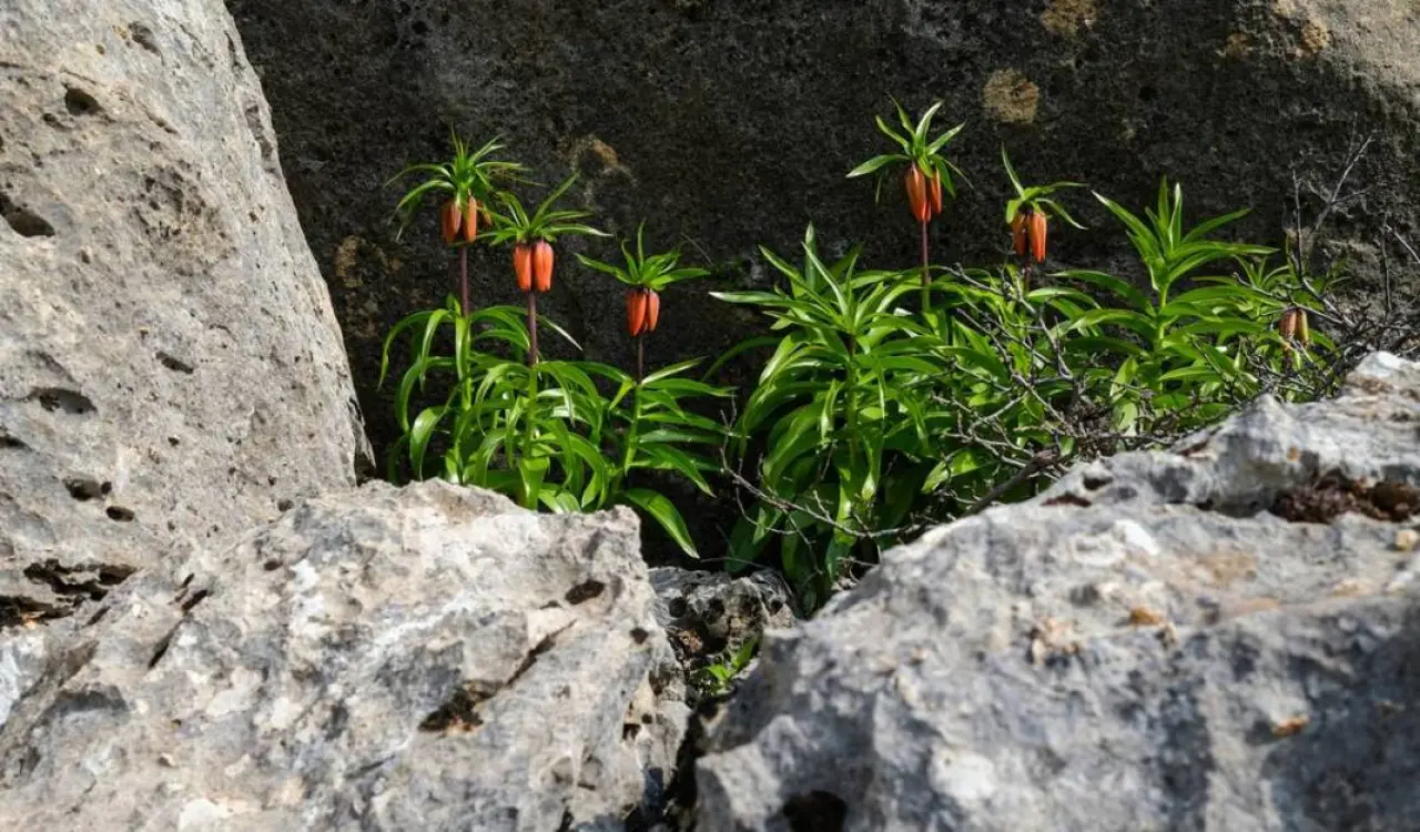 Diyarbakır’ın mucizesi: Sakız Dağı’nda ters lale mevsimi 8