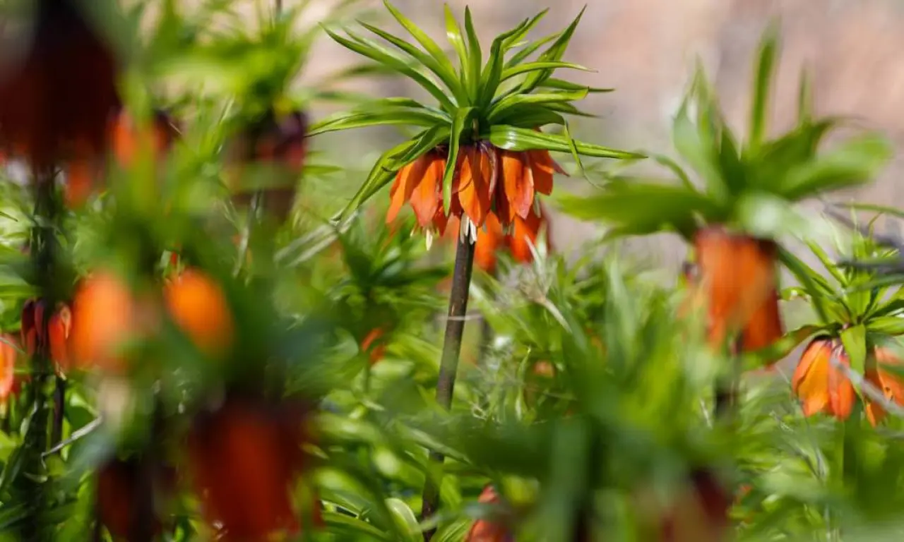 Diyarbakır’ın mucizesi: Sakız Dağı’nda ters lale mevsimi 9