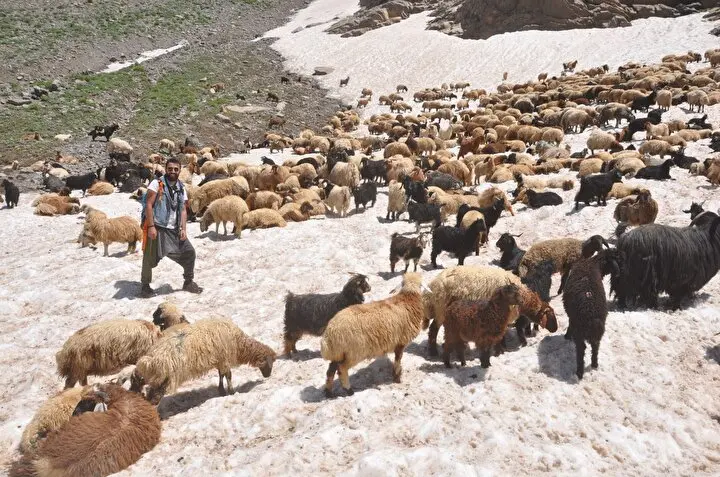 Haziranın sonunda burada karlar hala erimedi: Koyunların 3000 rakımda  serinleme keyfi | Aktüel Haberleri